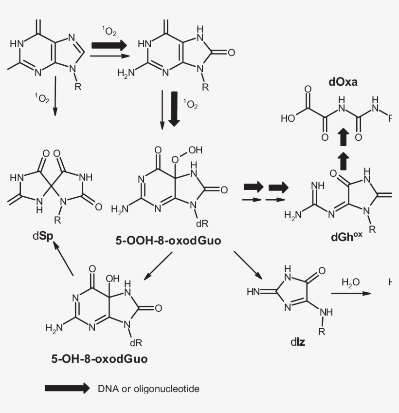 Main Oxidation Products Generated In The Reaction Of - Diagram, transparent png #6124761