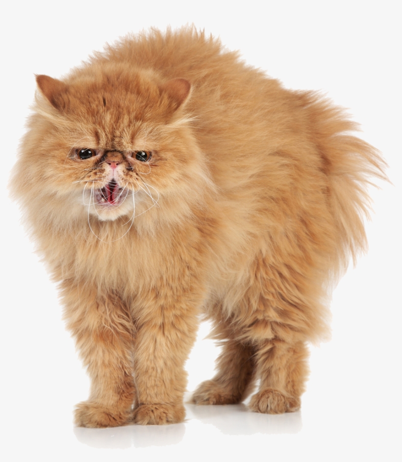 Angry Cat Transparent Images - Angry Cat Transparent Background, transparent png #6125613