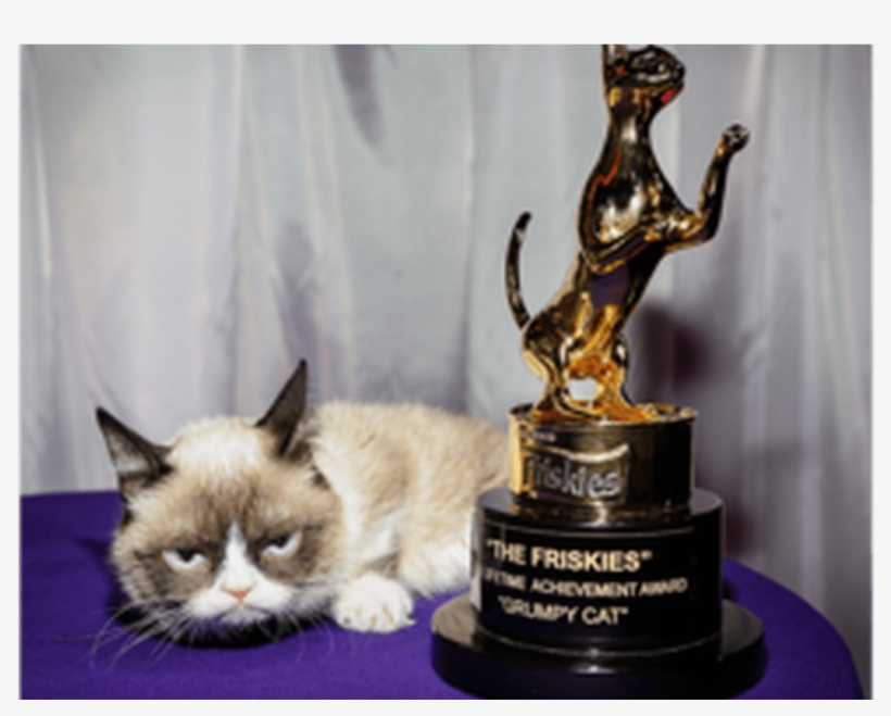 Why Do We Love Grumpy Animal Memes Science Explains - Funny Lifetime Achievement Award, transparent png #6126239