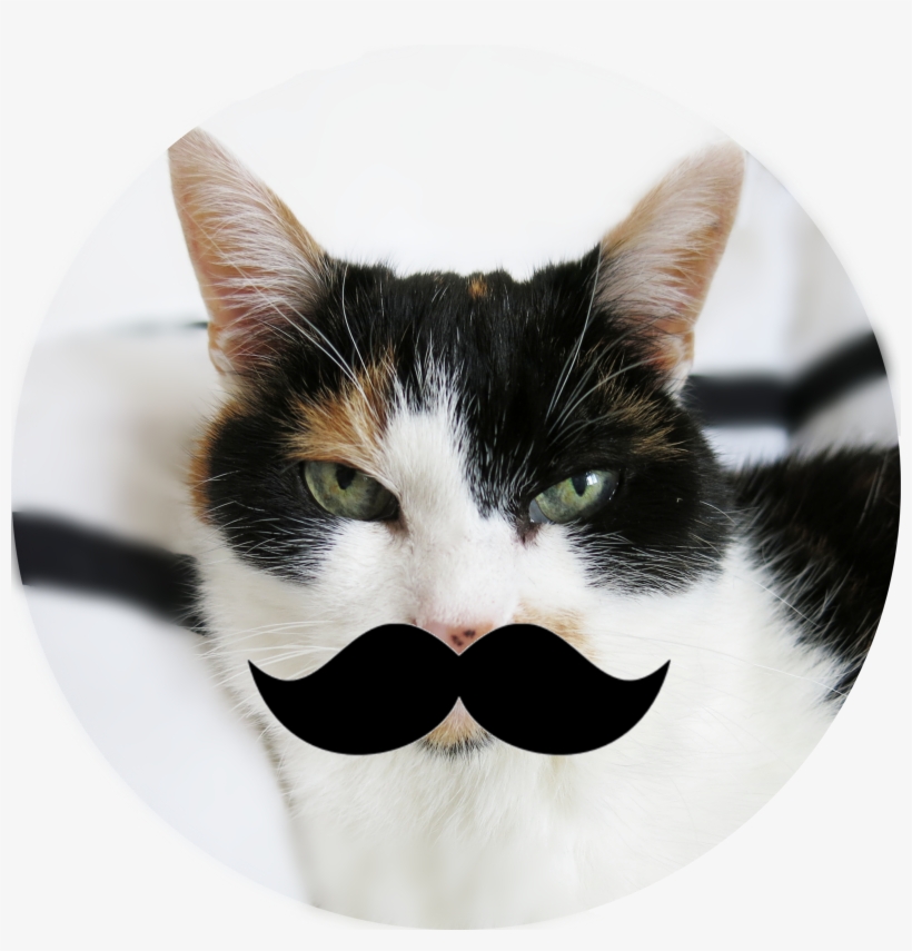 The Original Mica, The Hipster Cat - Cat Grabs Treat, transparent png #6127698
