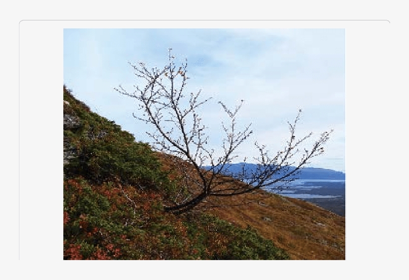 The Highest Present-day Birch Treeline, 890 M A - Hill, transparent png #6128563