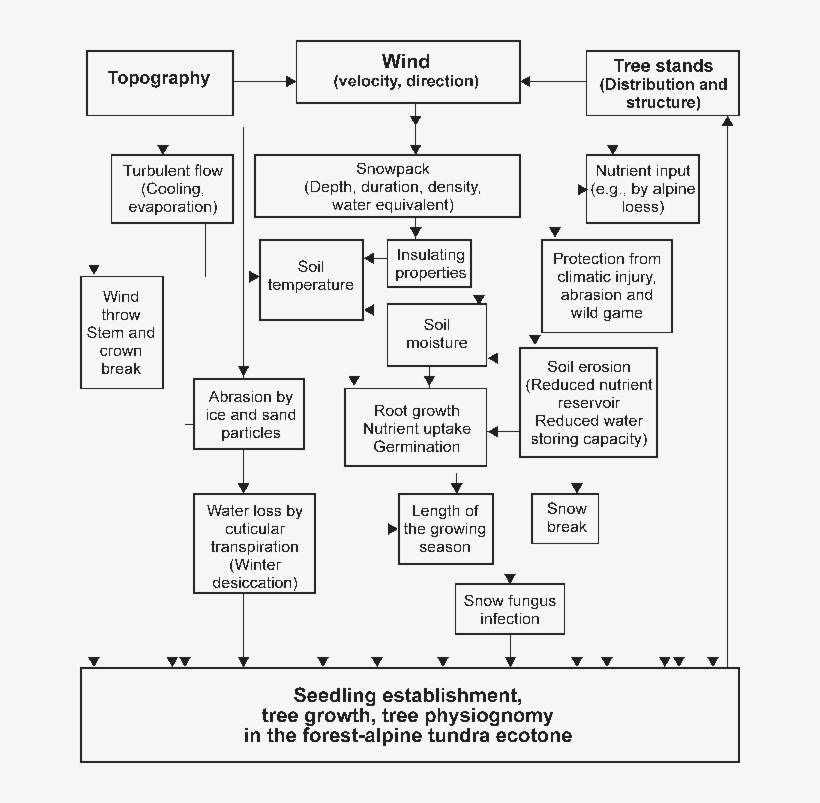 Influence Of Wind On The Ecological Conditions, Seedling - Diagram, transparent png #6128762