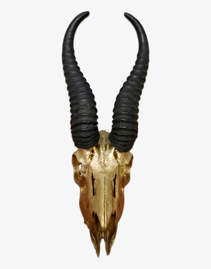Real Springbok Skull Gold Spray Painted Metal Bracket - Antelope - Free  Transparent PNG Download - PNGkey