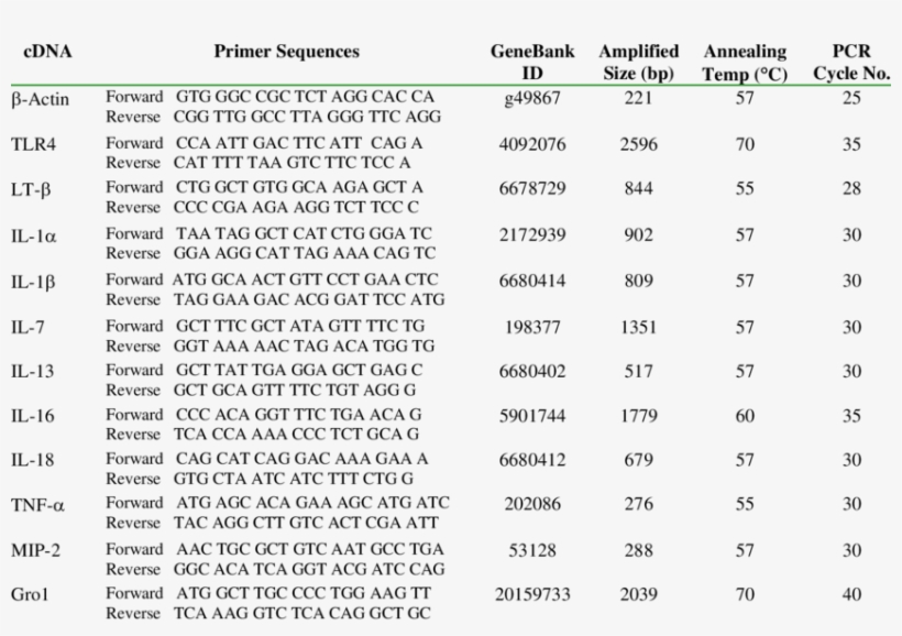 Cdna Primer Sequences And Pcr Conditions - Document, transparent png #6130038