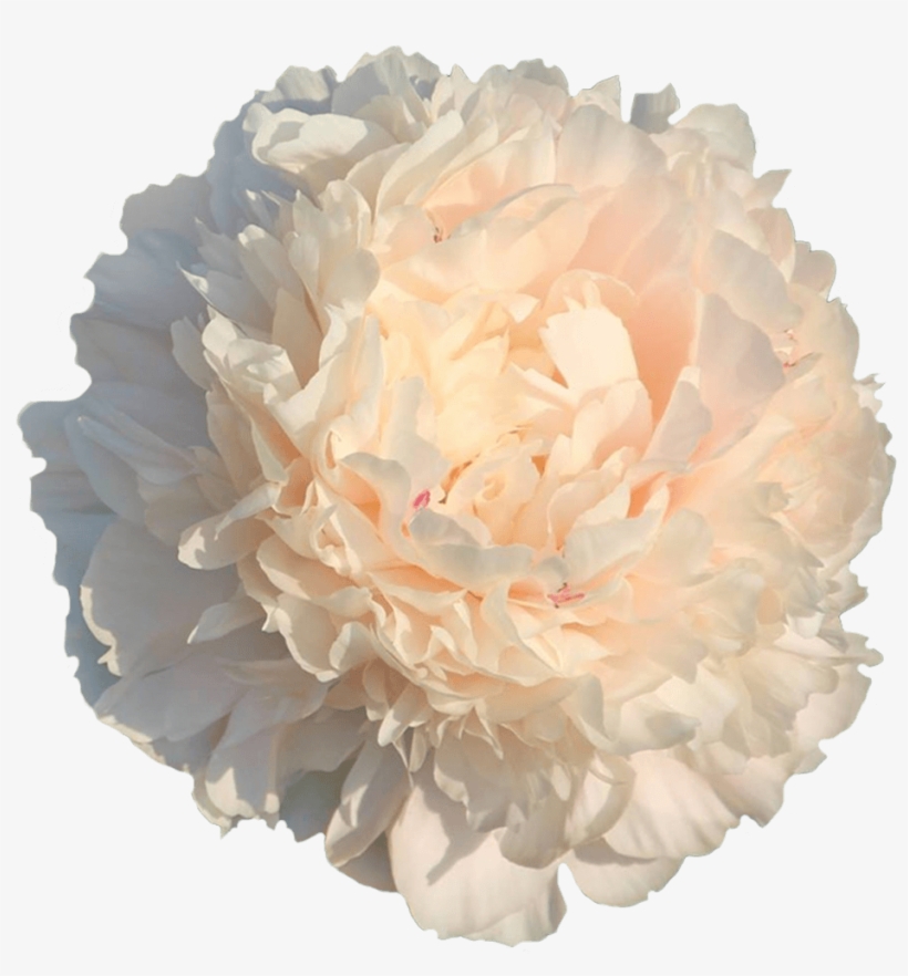 Common Peony, transparent png #6130589
