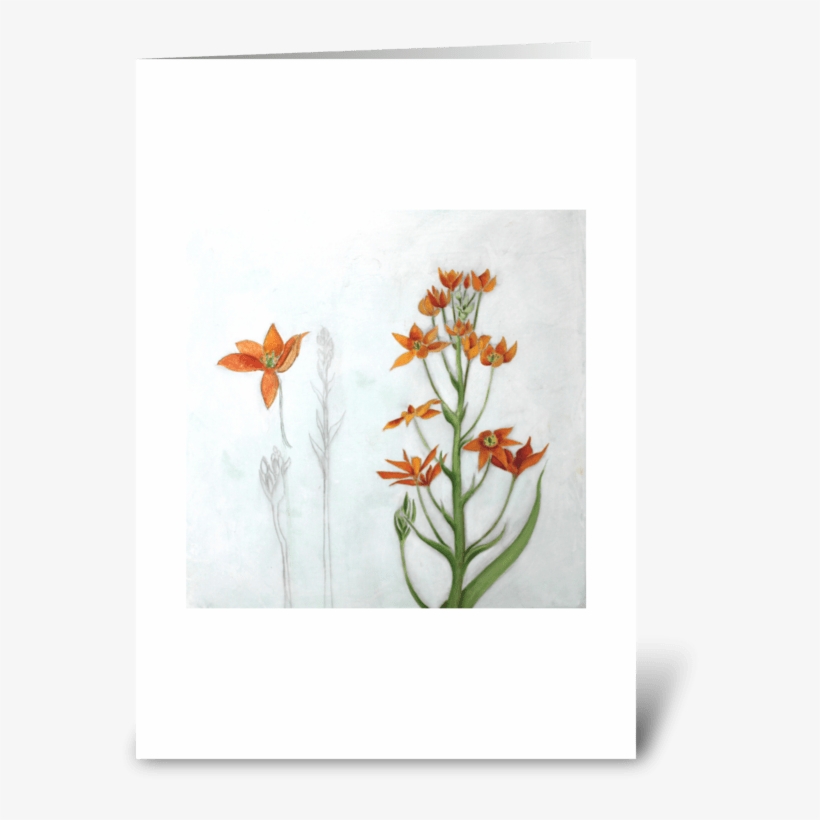 Orange Star Greeting Card - Orange Lily, transparent png #6130643