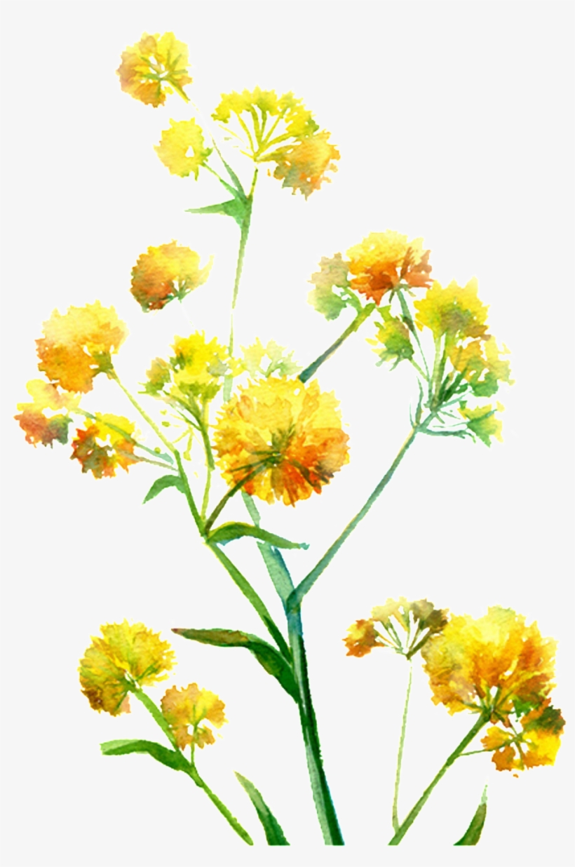 Bright Yellow Hand Drawn Chrysanthemum Decorative Element - Watercolor: Flowers, transparent png #6133541