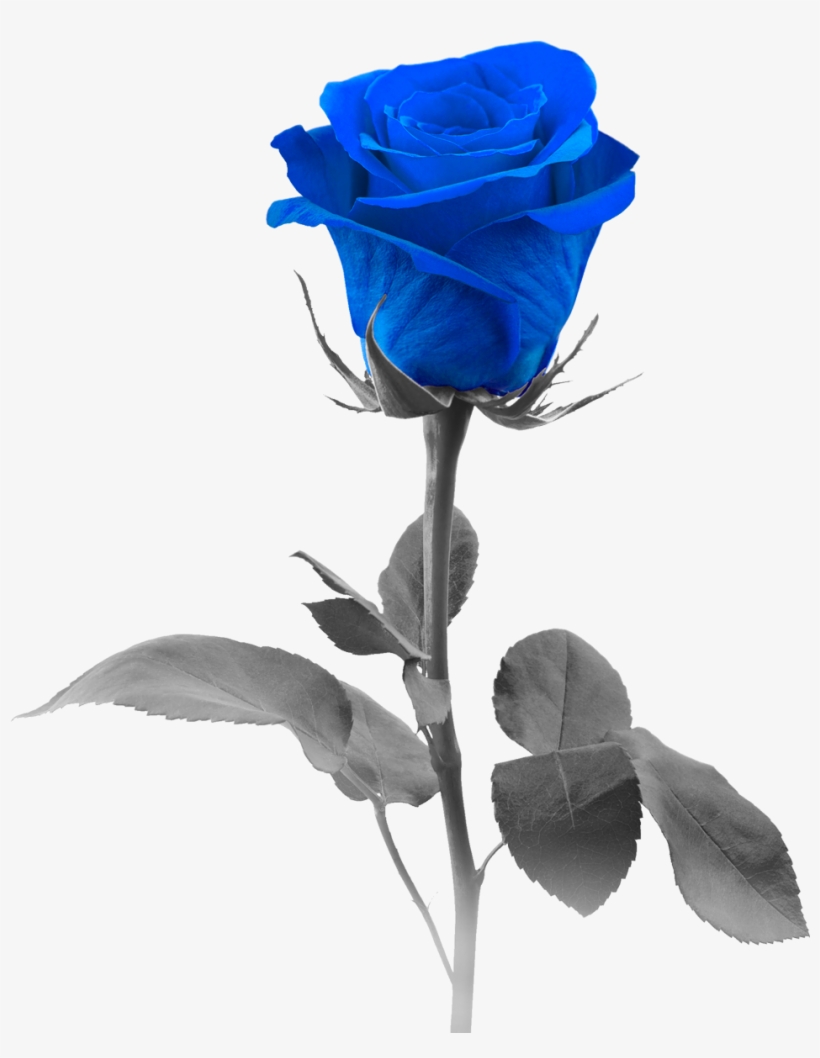 Blue Roses Png - Blue Rose, transparent png #6136070