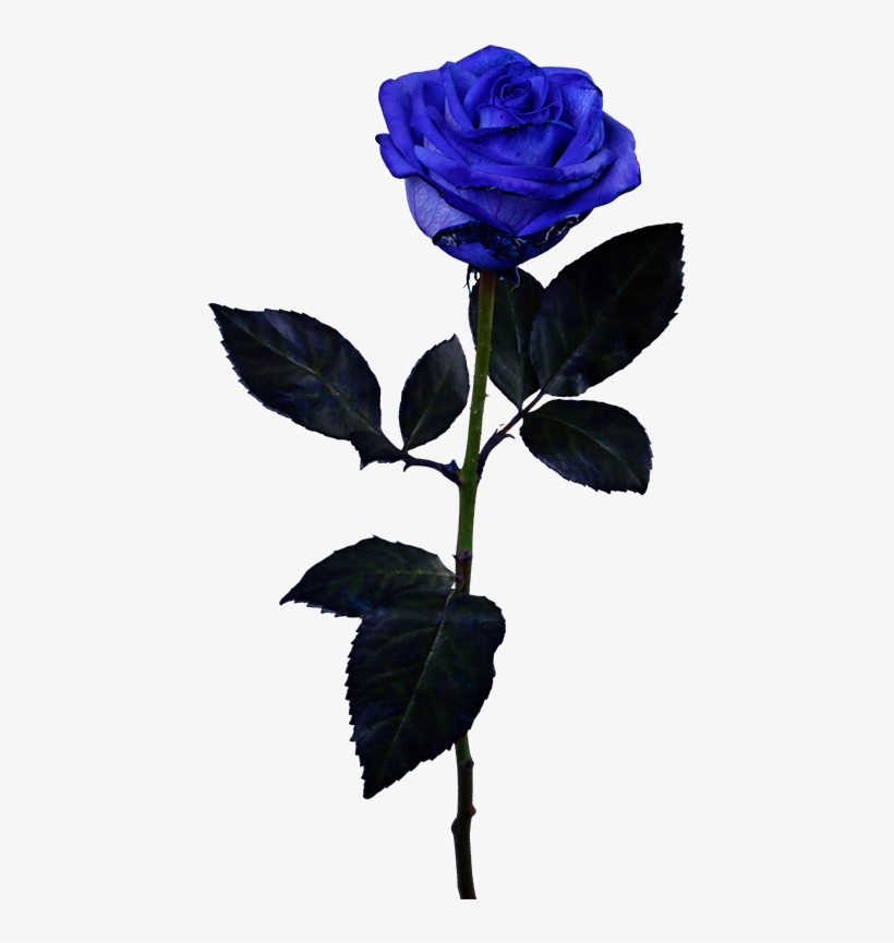 Floribunda, transparent png #6136907