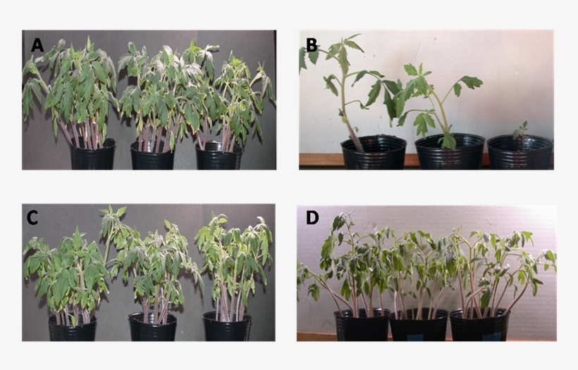 Photographic Image Of In Vivo Growth Inhibition Of, transparent png #6137785