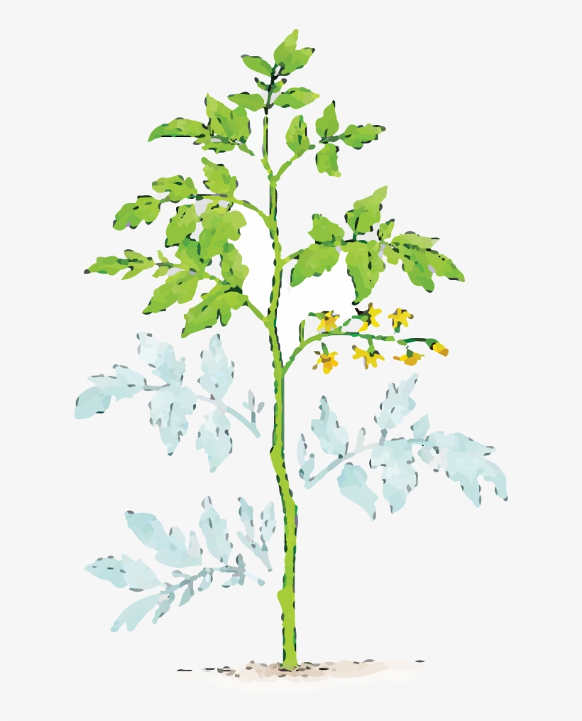 Illustration Of Dust Covered Plant Leaves - Pruning Tomato Plants, transparent png #6137894