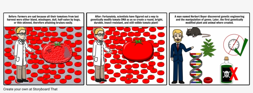 Genetically Modified Tomatoes - Genetically Modified Tomato, transparent png #6138014