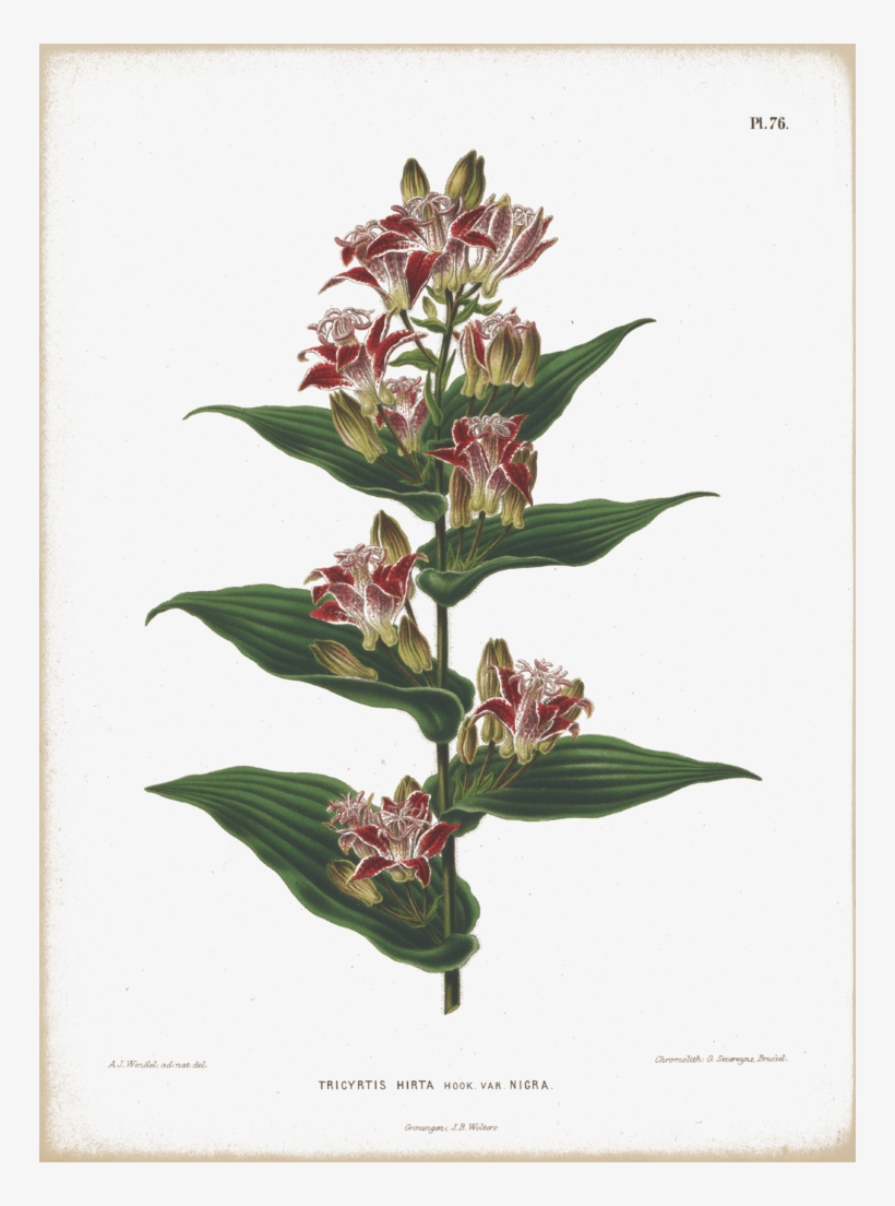 Tricyrtis Hirta 072 - Lily Family, transparent png #6139173