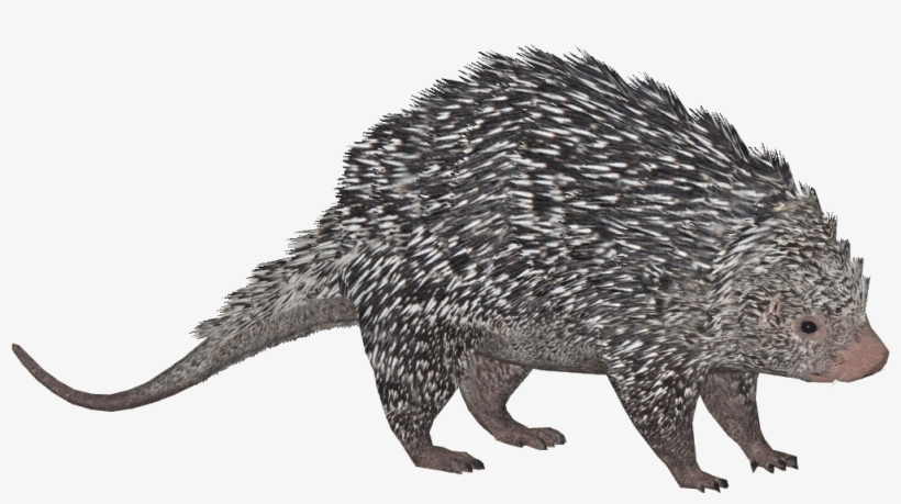Brazilian Porcupine - Zt2 Porcupine, transparent png #6143593