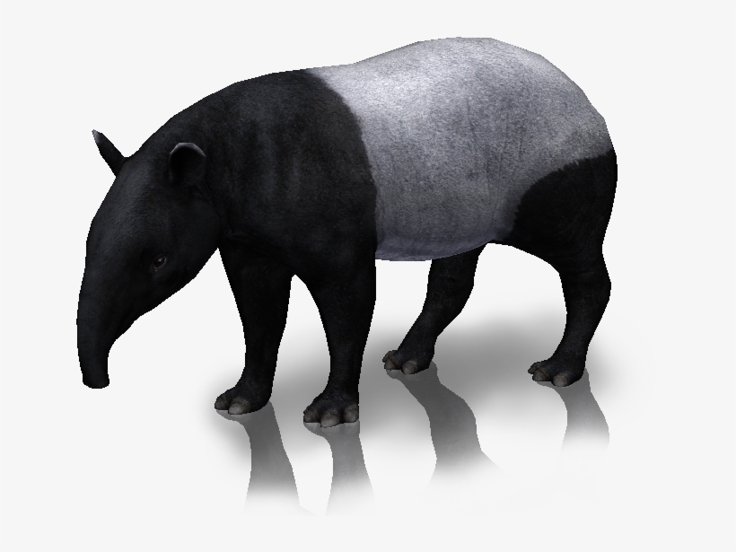 Snap Image Tapir And Porcupine Rio Wiki Fandom On Pinterest Zoo Tycoon 2 Tapir Free Transparent Png Download Pngkey - roblox kingdom tycoon wiki