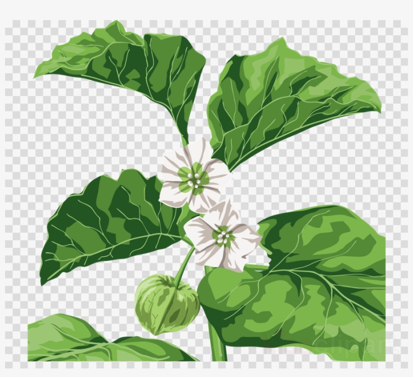 Flower, transparent png #6148763