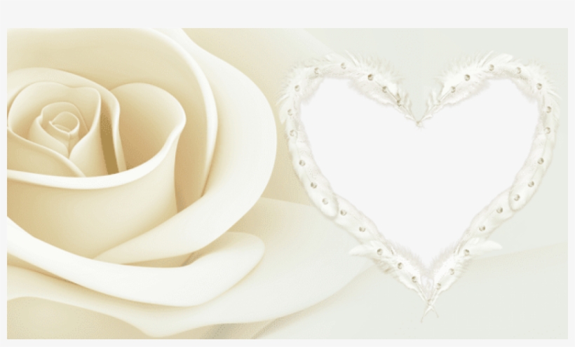 Free Png Transparent Frame With Rose Png Images Transparent - Garden Roses, transparent png #6149481