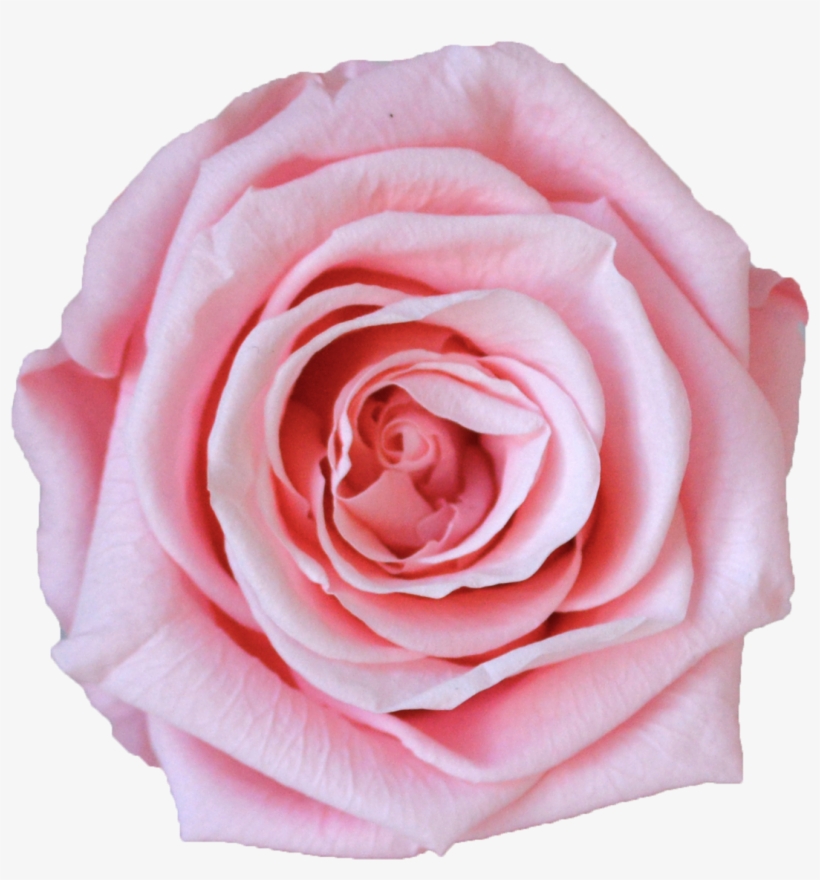 Single Rose Votive - Hybrid Tea Rose, transparent png #6149767
