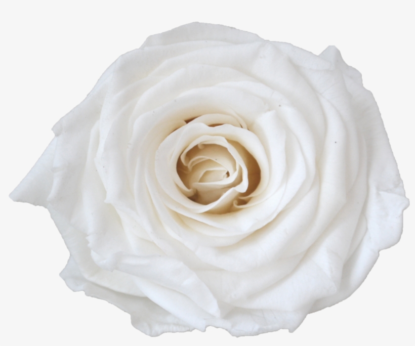 Single Rose Votive, transparent png #6149899