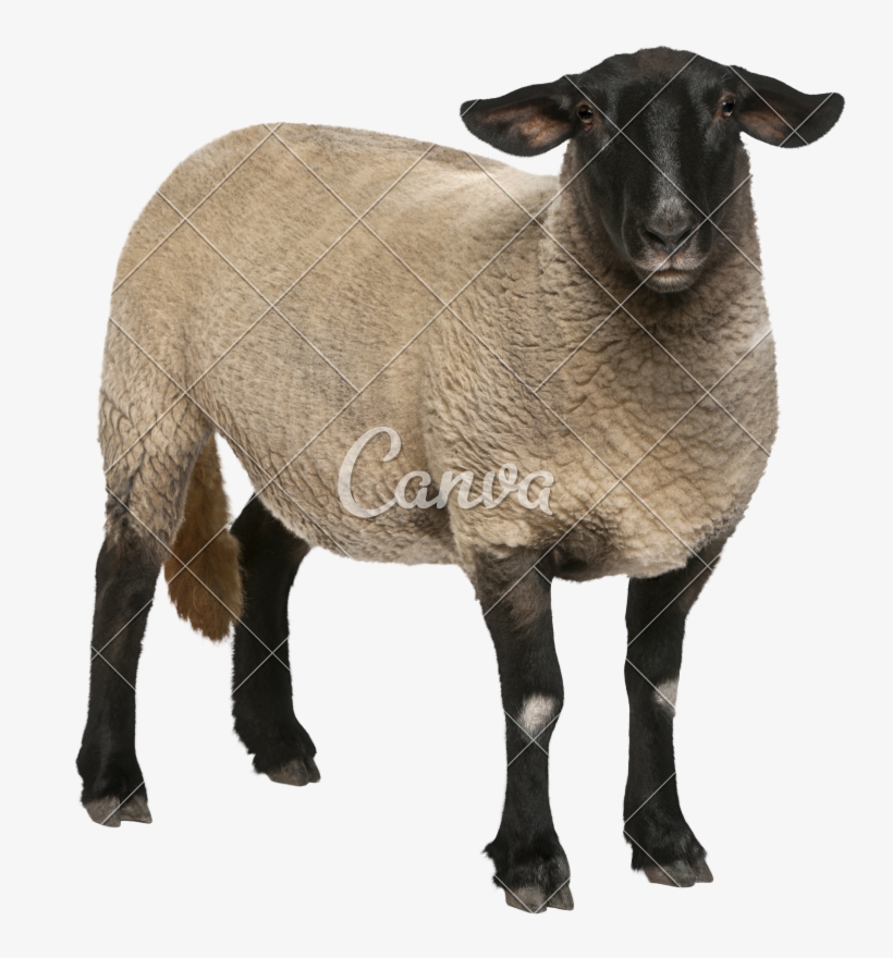 Holstein Friesian Cattle Sheep Suffolk Ovis Orientalis - Ovinos Fundo Branco, transparent png #6151868