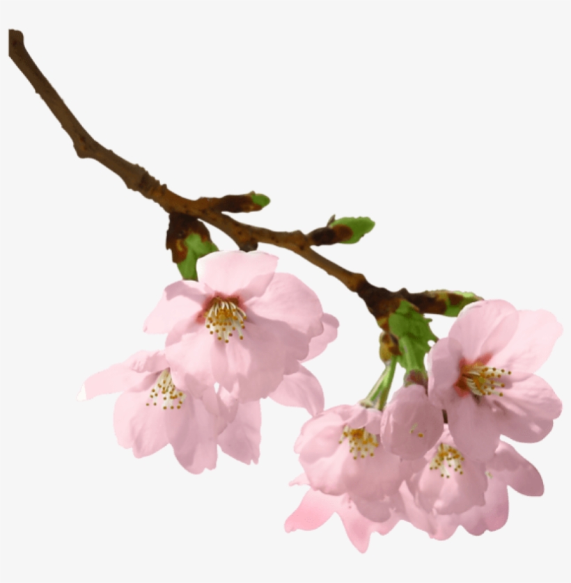 Free Png Download Spring Branch Png Images Background - Flowers On Branch Png, transparent png #6152880