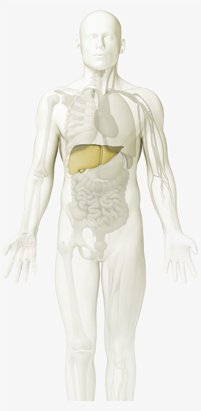 Line Immuno Assays - Mannequin, transparent png #6154521