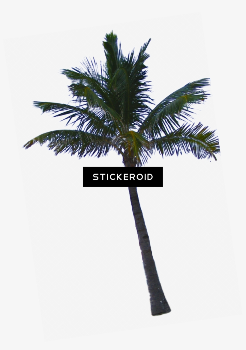 Palm Tree - Palm Tree California, transparent png #6157113