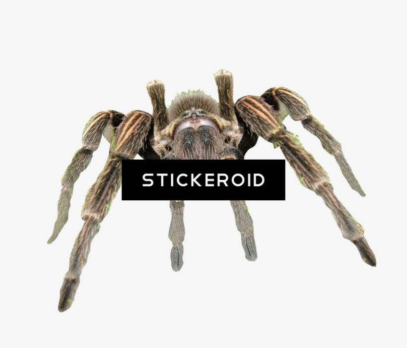 Cute Spider Pic - Insect, transparent png #6157175