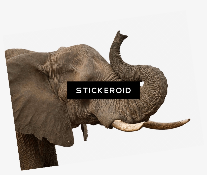 Elephant Trunk - Indian Elephant, transparent png #6158959