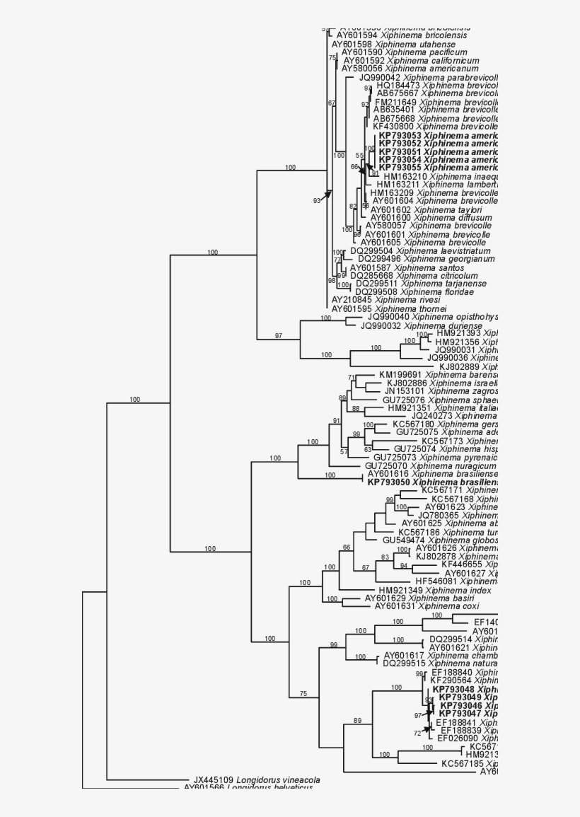 The 10001st Bayesian Tree Inferred From Xiphinema Spp - Diagram, transparent png #6163644