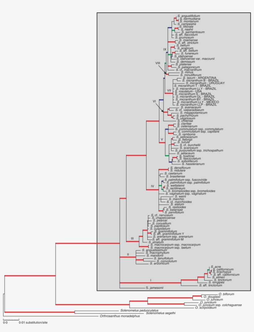 Maximum-likelihood Topology Obtained From The Full - Diagram, transparent png #6163754