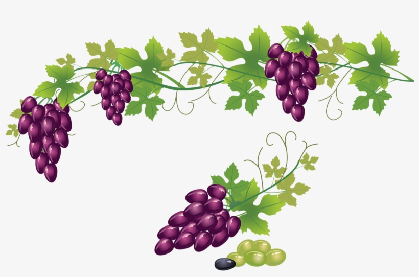 Grape Vine Transparent Background, transparent png #6167720