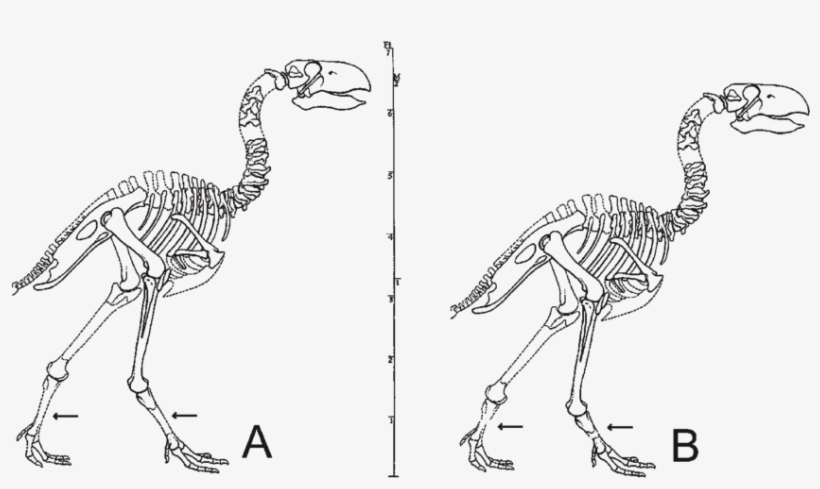 Reconstruction Of The Skeleton Of " Diatryma " Based - Diatryma Bone Structure, transparent png #6168146