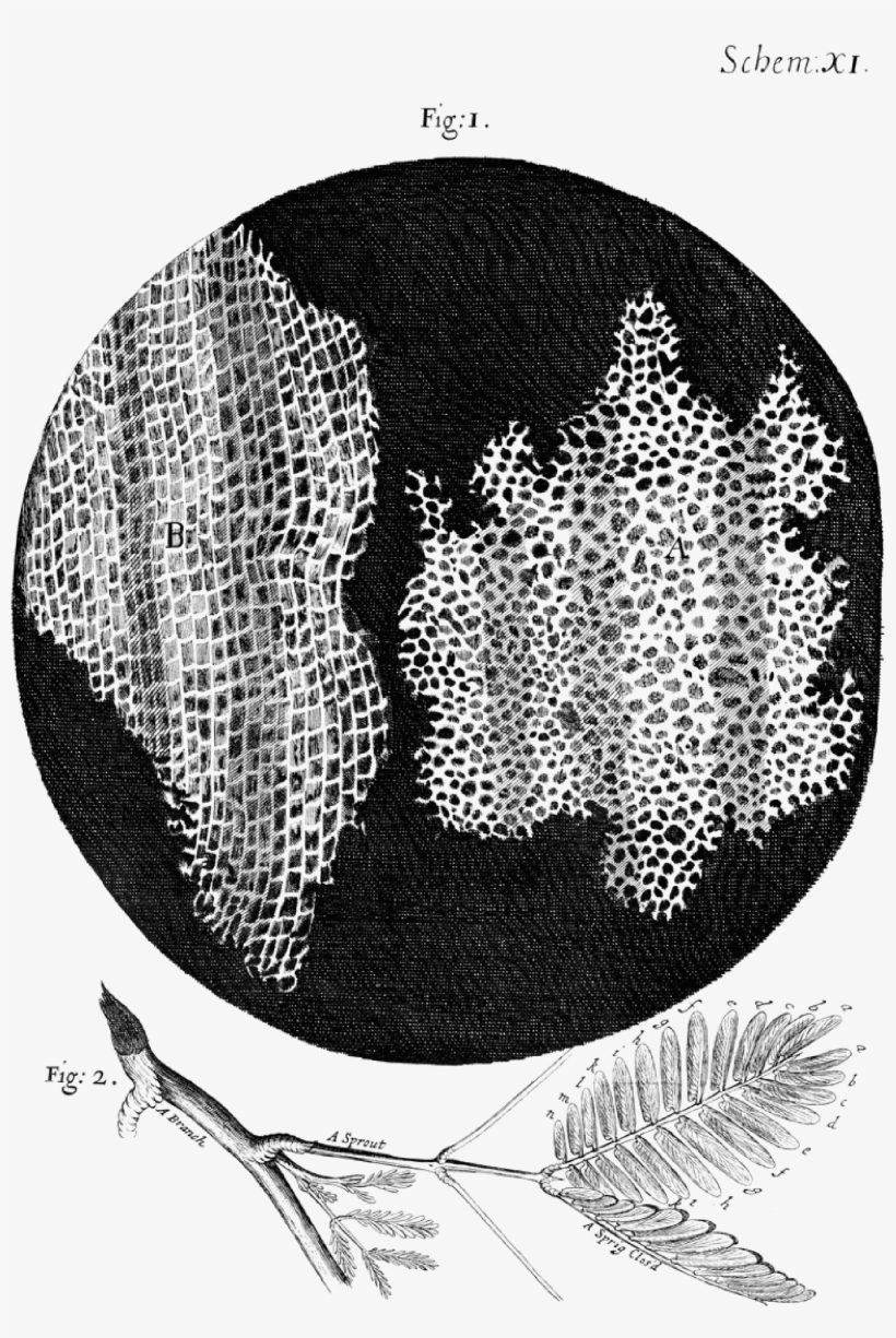 Micrographia Scheme 11 - Robert Hooke Cork Cells, transparent png #6168519