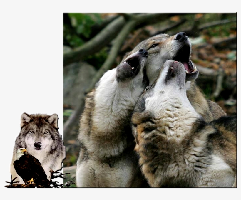 Весной В Степи - Wolf, transparent png #6170247