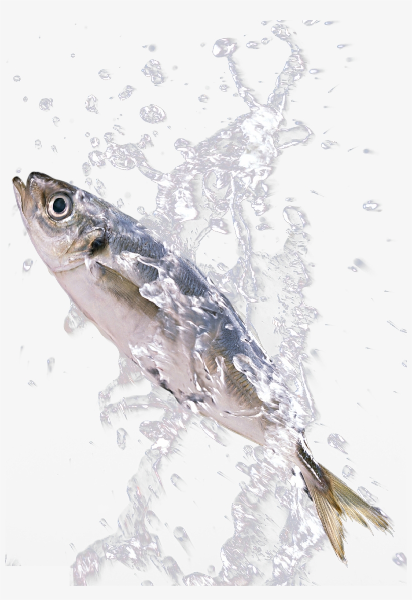 Png Download In The Splash - Fish Splash Png, transparent png #6170506