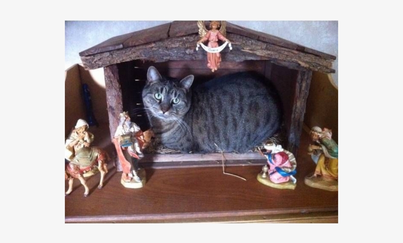 Cats Inside Things That Are Much - Cat As Baby Jesus, transparent png #6172177