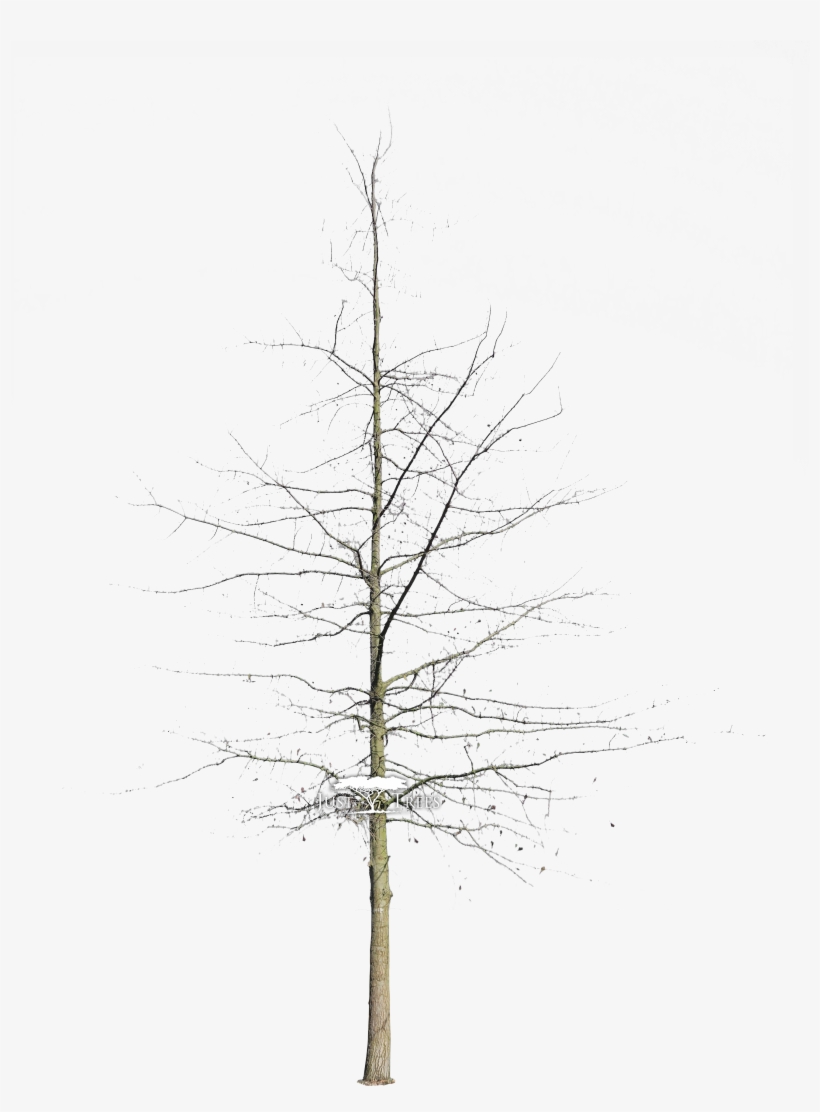Quercus Nigra L Common Name - Pond Pine, transparent png #6173421