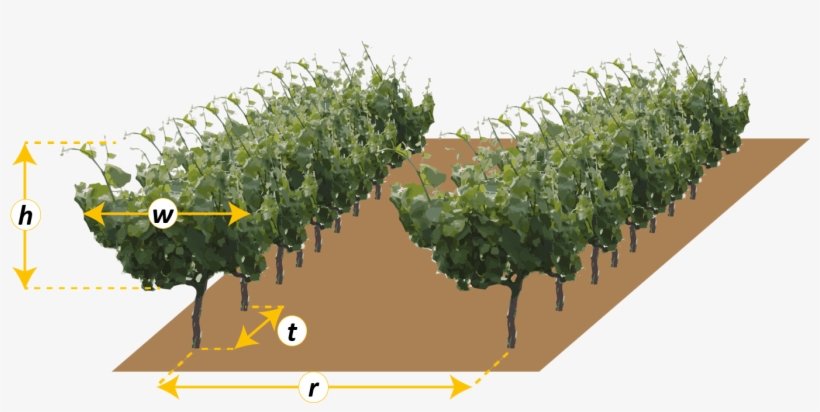 Tree Spacing Enter Value (admit Decimals) R - Canoe Birch, transparent png #6175225