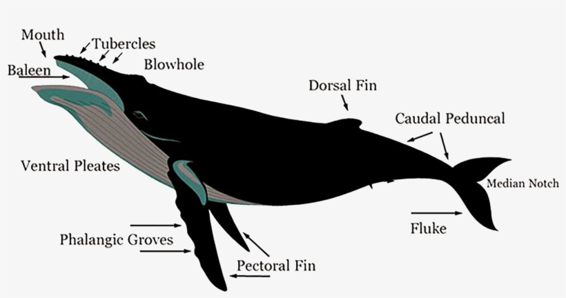 Epic Journeys - Humpback Whale Anatomy, transparent png #6176112