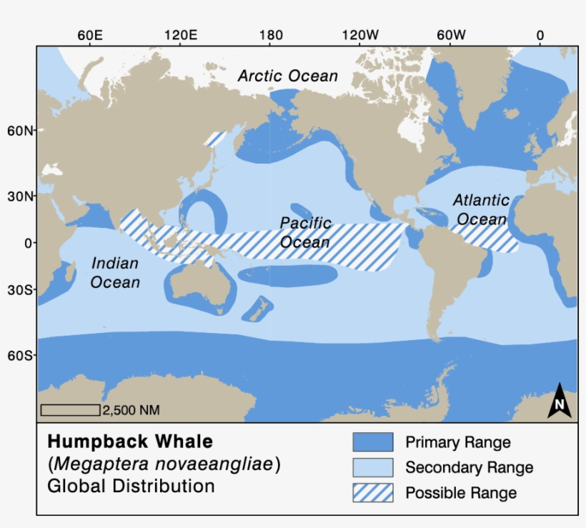 Humpback Whale Global Distribution - Megaptera Novaeangliae Distribution, transparent png #6176183
