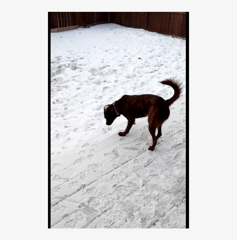 Snickers Is A Shy Girl That Needs Some Tlc And Would - Formosan Mountain Dog, transparent png #6178066