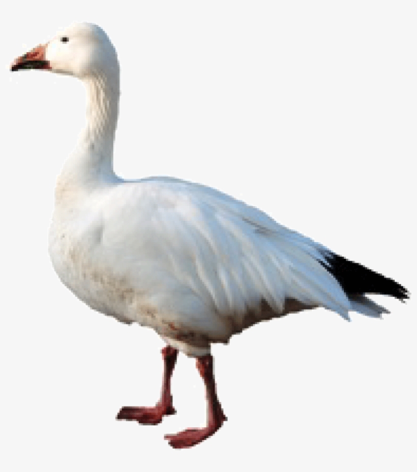 Goose Hunting - Snow Goose, transparent png #6181684