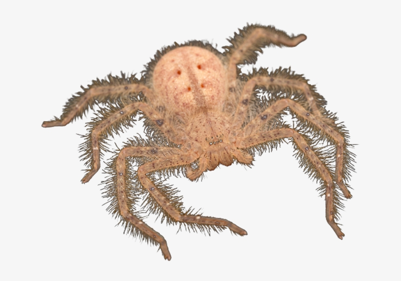 For Bowie Black Markings On Its Abdomen Resemble A - Araneus Cavaticus, transparent png #6181829