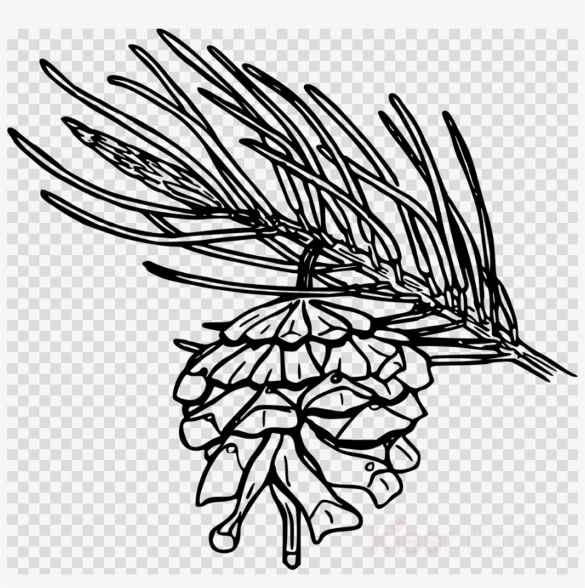 Pine Cone Png Drawing Clipart Conifer Cone Drawing - Pine Cone Drawing Png, transparent png #6191272