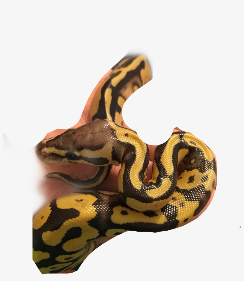 Largest Collection Of Free To Edit Serpiente Stickers - Picsart Photo Studio, transparent png #6193241