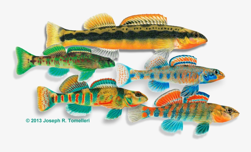 Test Your Ichthyology Iq On The Fish Quiz, Stumping - Joseph R Tomelleri, transparent png #6193547