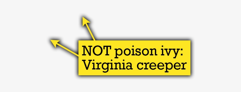 Quiz Thorns - Quiz, transparent png #6194965