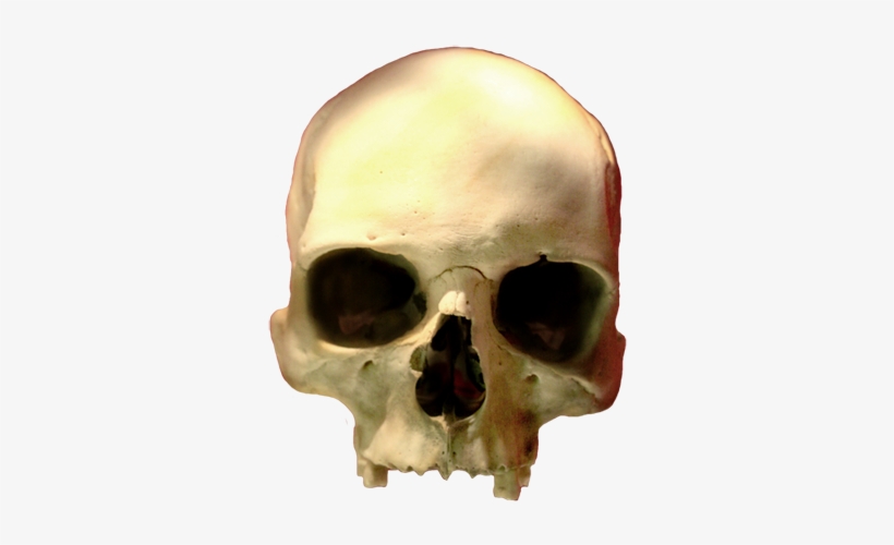 Skull Clip Art Png, Head Skull Png - Skull, transparent png #620901