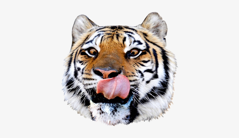 Com, Top File - Pizza Steve Tiger, transparent png #620951